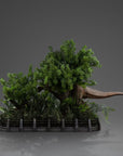 Jurassic Park Demi Art Scale Statue 1/20 T-Rex Chase 30 cm