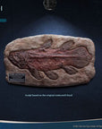 Wonders of the Wild Mini Replica Coelacanth Fossil 32 cm